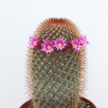 Mammillaria spinosissima
